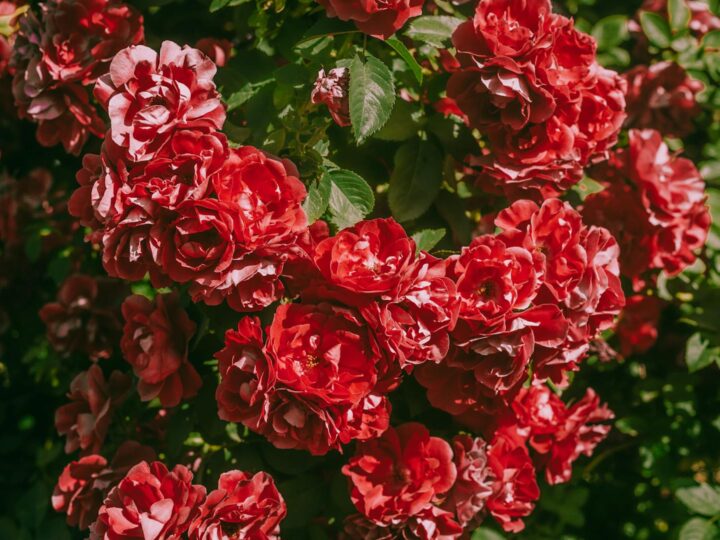Park of Roses