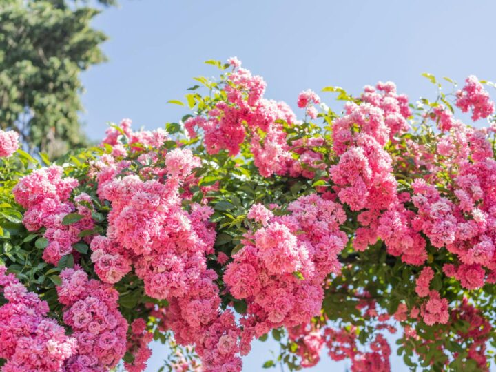 Park of Roses