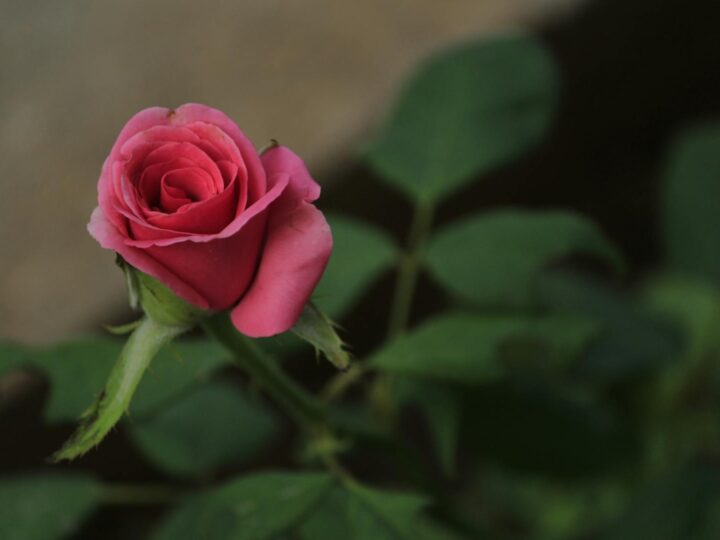 Park of Roses