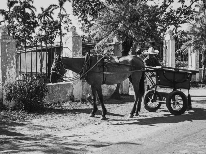 Paseo de Cnovas