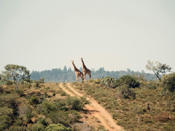 Pombia Safari Park