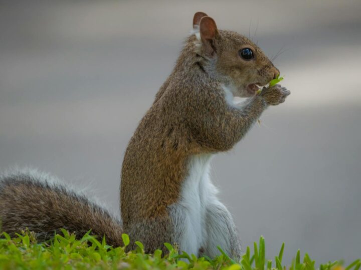 Pps Park Platja dAro