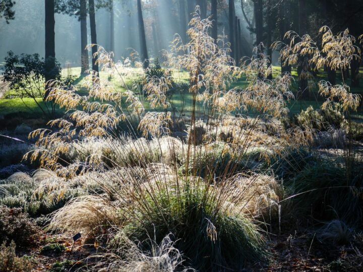 Jardn RHS Wisley