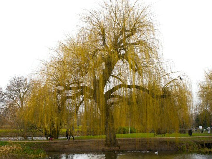 Riverside Country Park