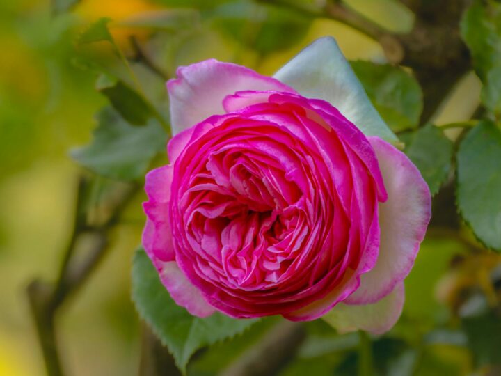 Rosarium
