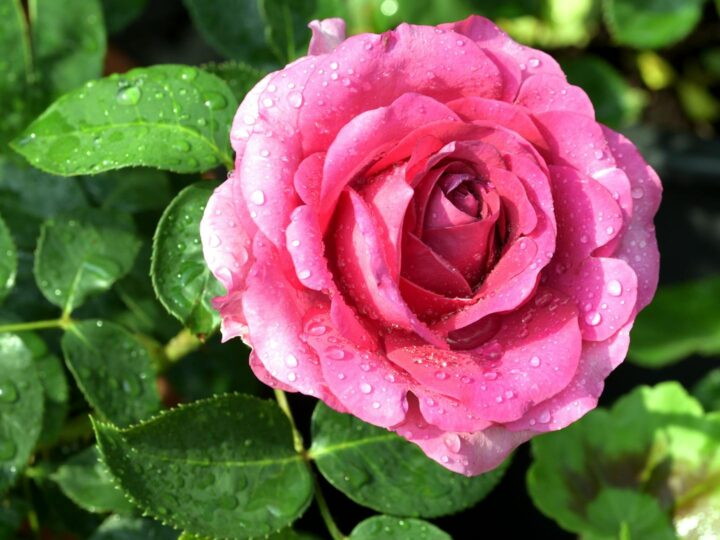 Rosarium