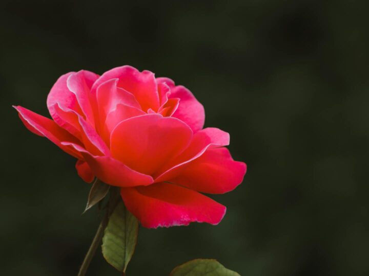 Giardino delle Rose