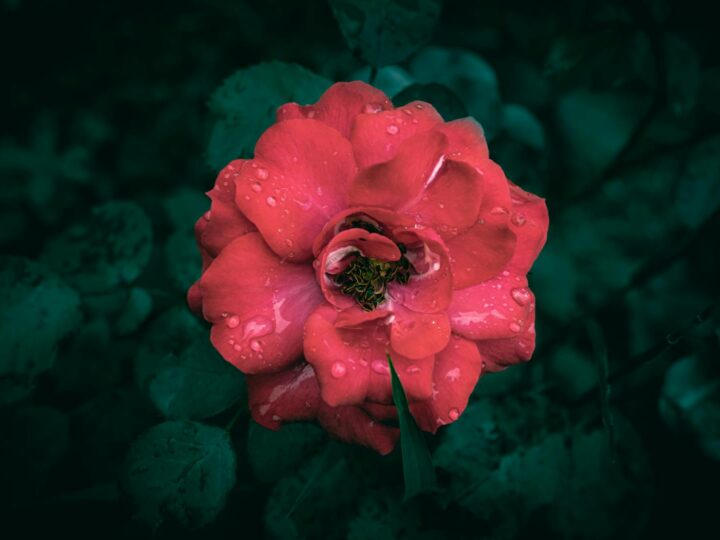 Giardino delle Rose