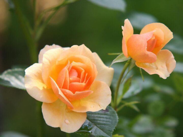 Giardino delle Rose