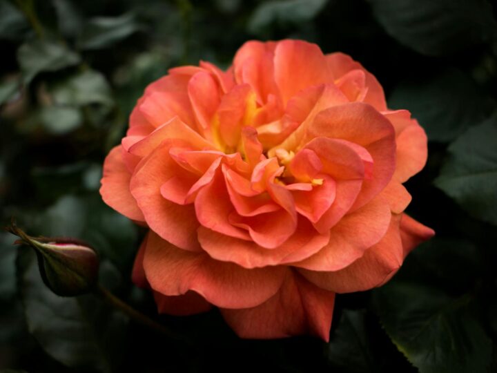 Rosenlund Rosarium