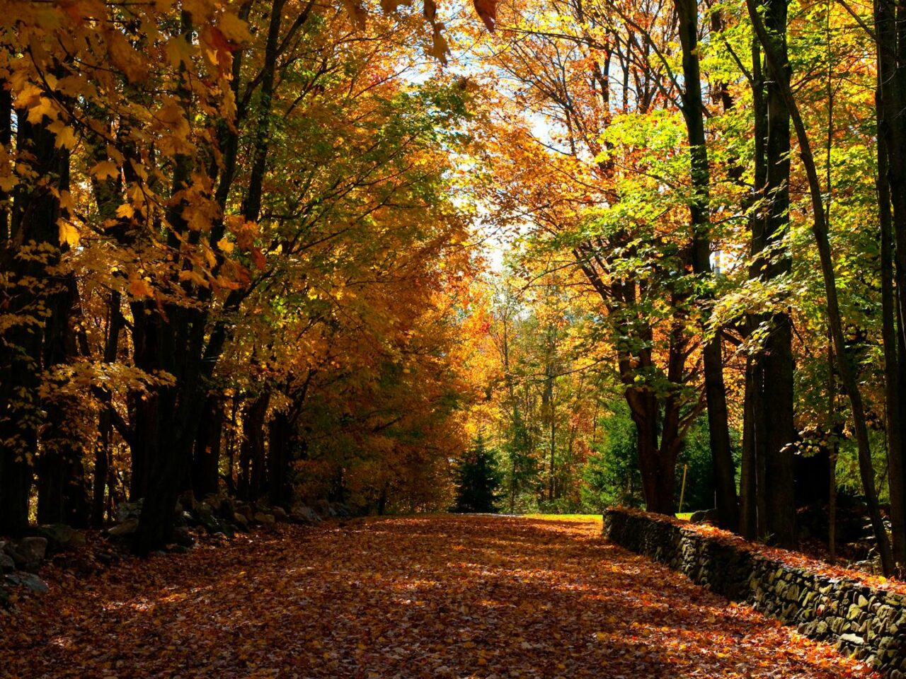 Visita Sutton Coldfield: 7 principales atracciones y lugares para ver - 2025