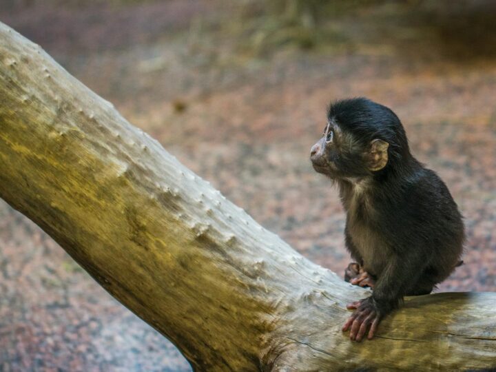 Il Parco del Piccolo Principe
