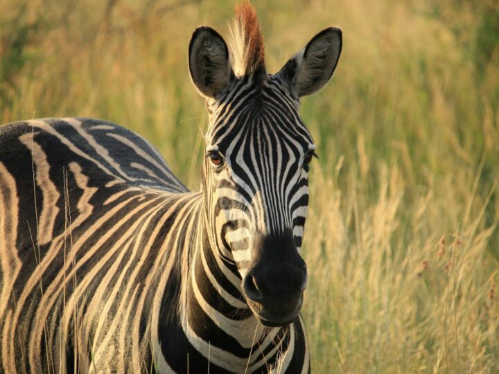 Parc Safari des West Midlands