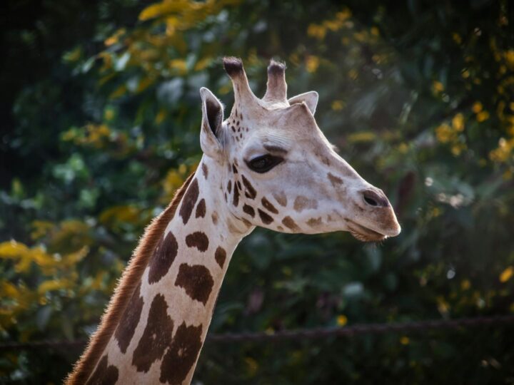 Parc Safari des West Midlands