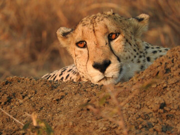 Parc Safari des West Midlands