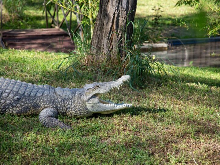 Wildpark Alte Fasanerie