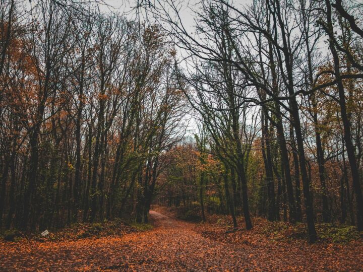 Le parc paysager de Worcester Woods