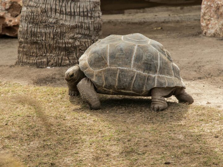 Zoolgico de Olomouc