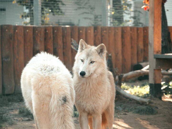 Zoo de Schwerin