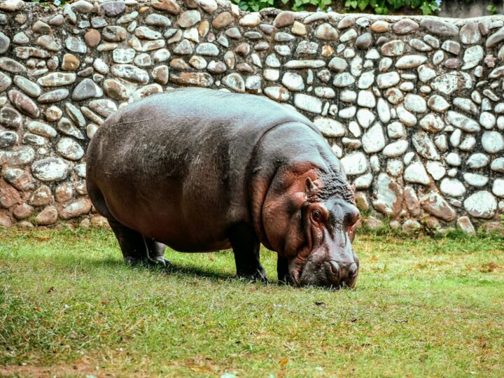 Parco Zoologico e Botanico di Mulhouse