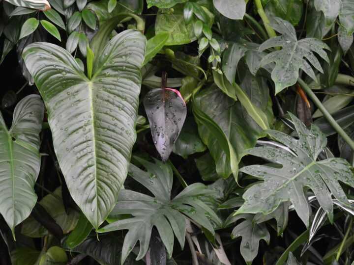 Ogrd botaniczny i muzeum