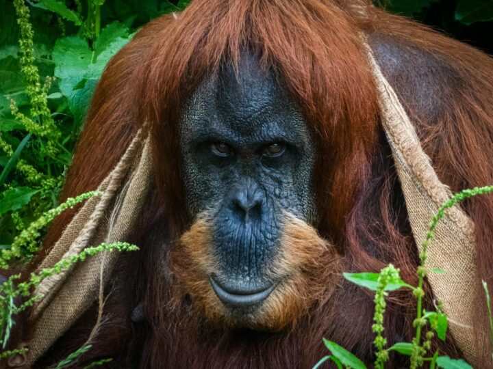 Zoo di Chester