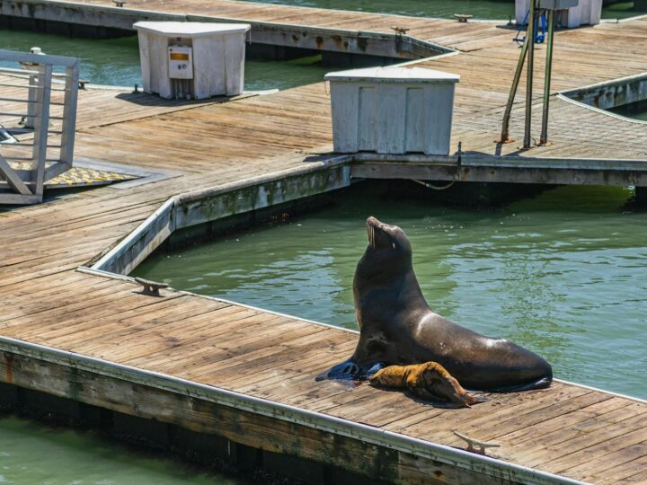 Jardines del muelle de Cleethorpes