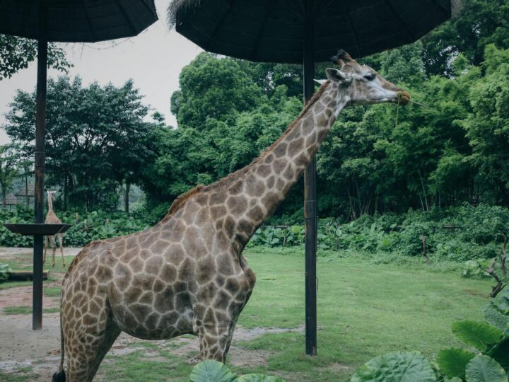 Zoo e Conservatorio di Como Park