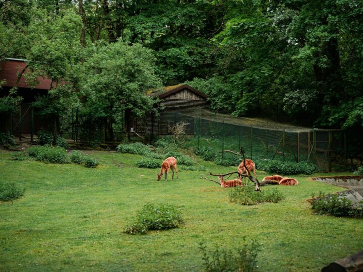 Zoo e Conservatorio di Como Park