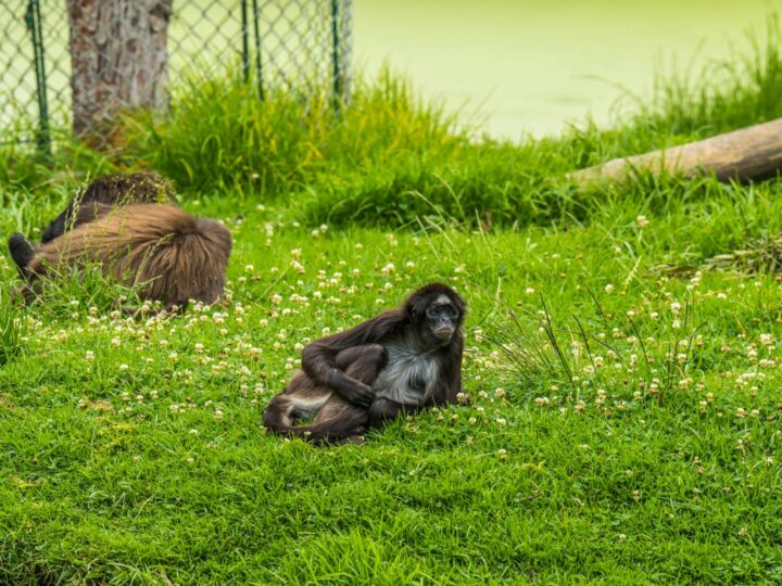 Zoo e Conservatorio di Como Park