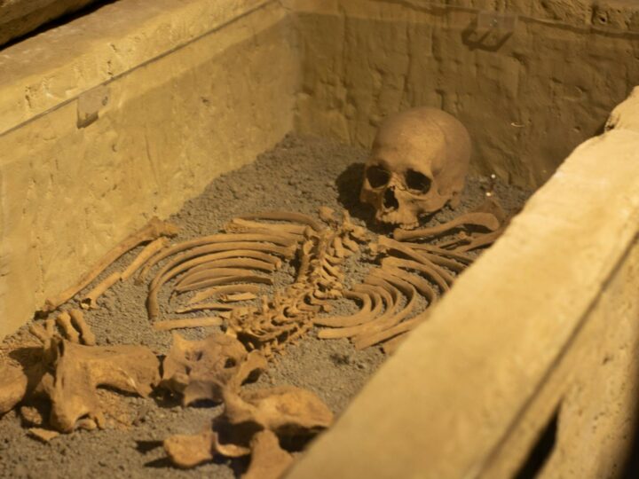 CozlaFossiliensttte