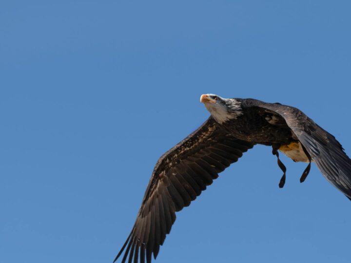 VOLARE A TOLEDO