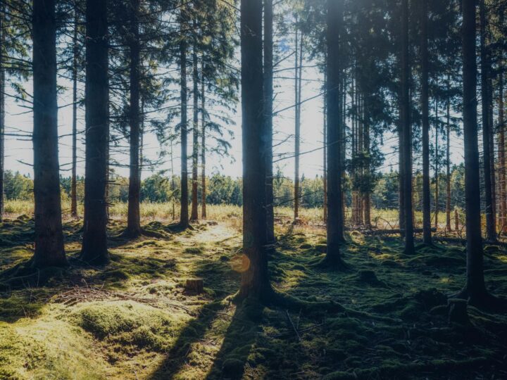 Parco forestale