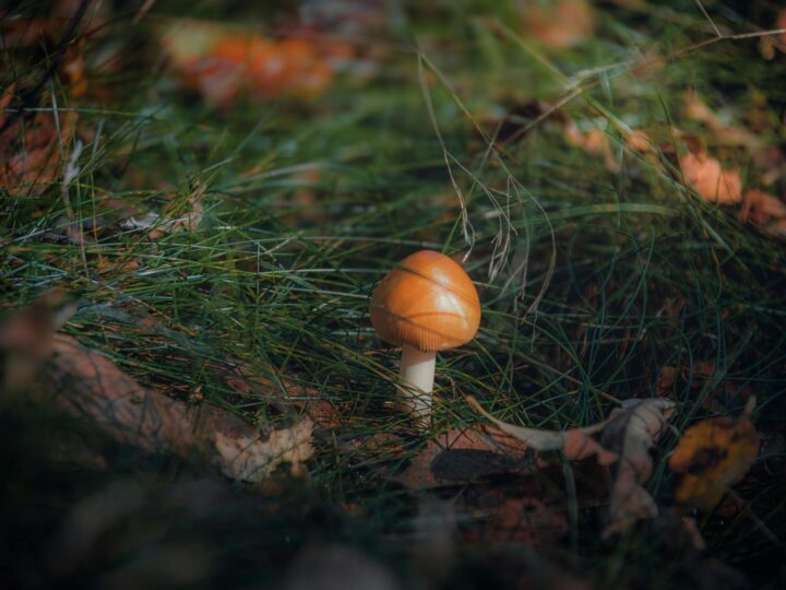 Parco forestale