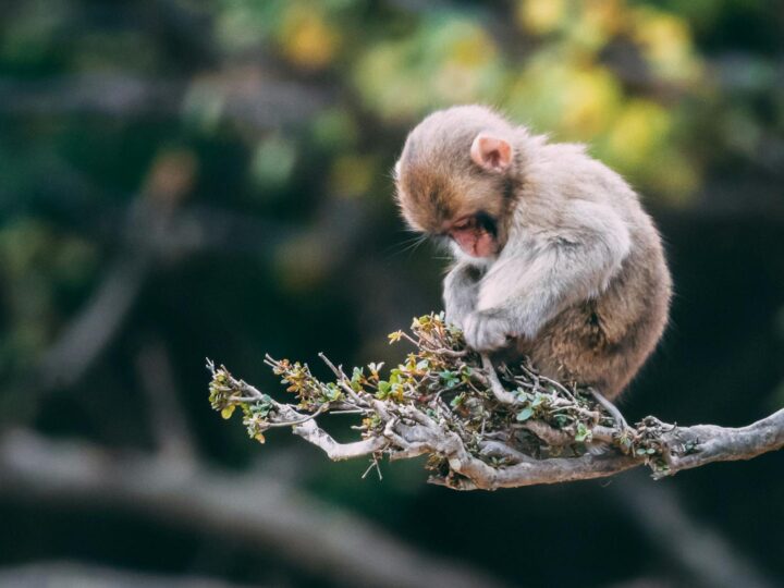 Go Ape Bracknell
