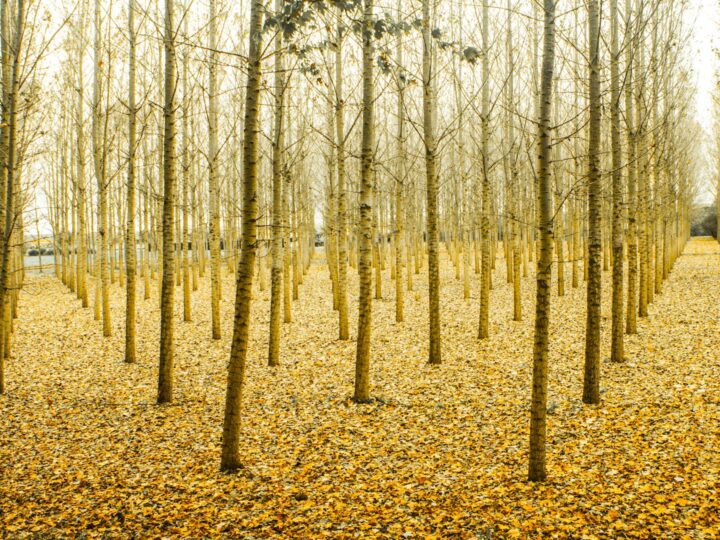 Parco Nazionale di Harrold Odell