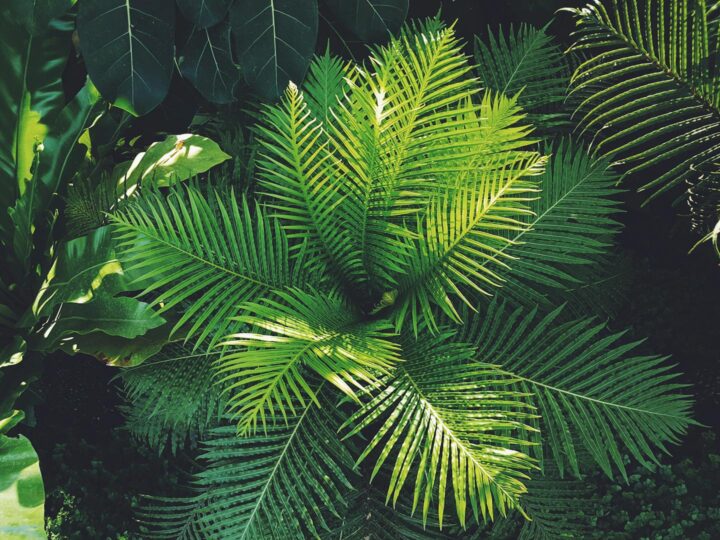 Jungle Raider Park Civenna