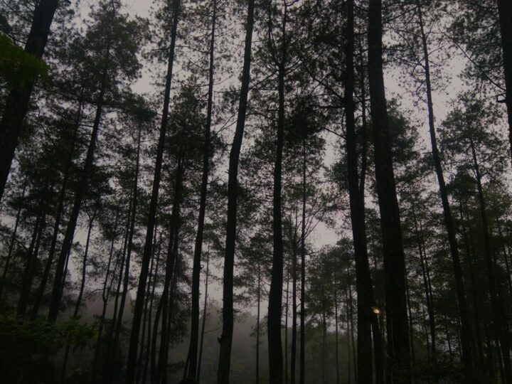 Jungle Raider Park Civenna