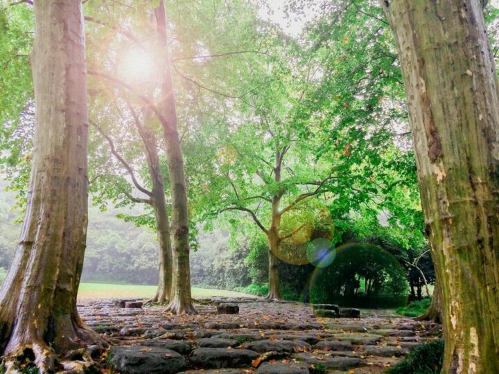 Jungle Raider Park Civenna