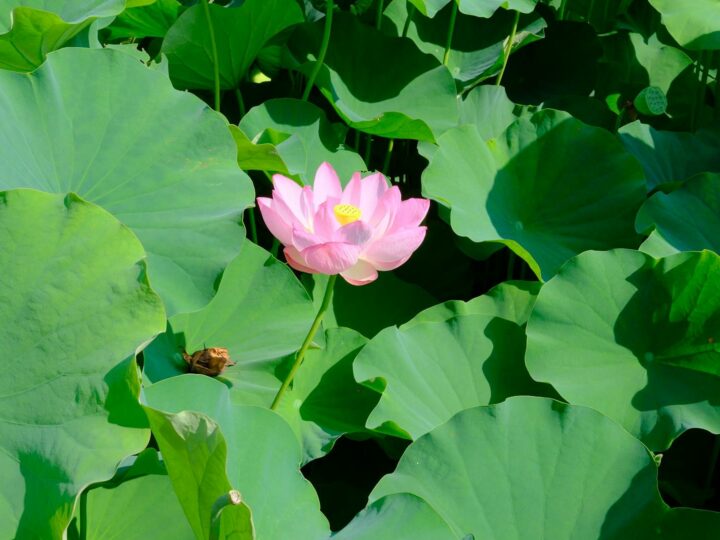 Parco Lily Hill