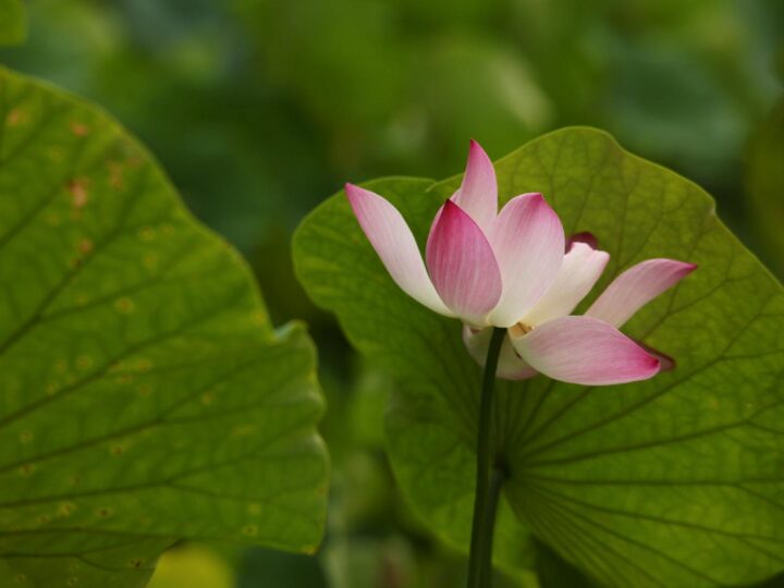 Parco Lily Hill