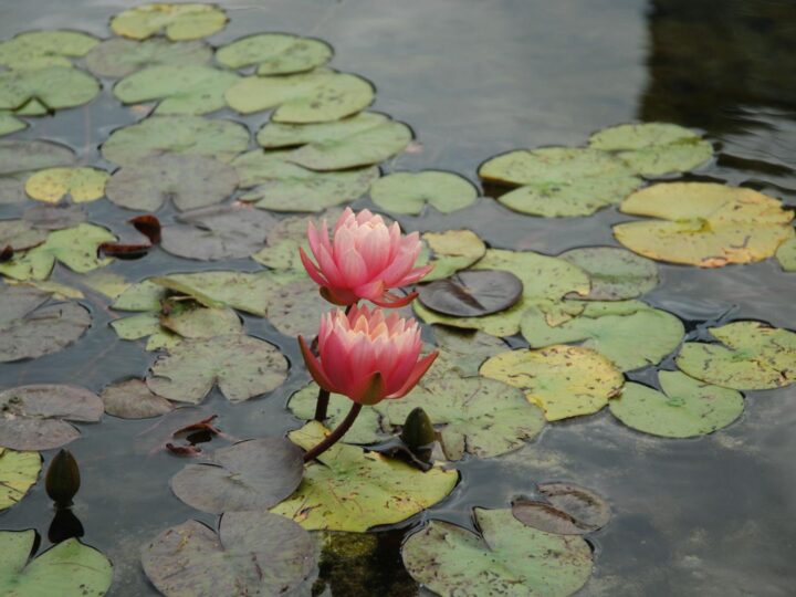Parco Lily Hill