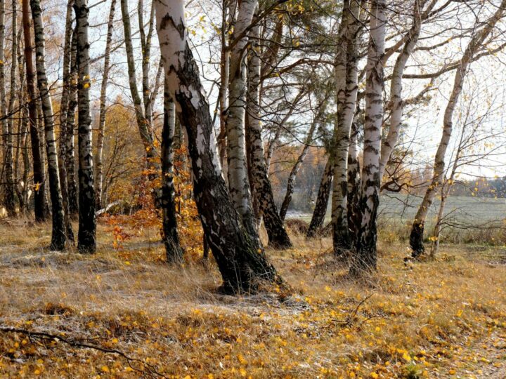 Manor Heath Park