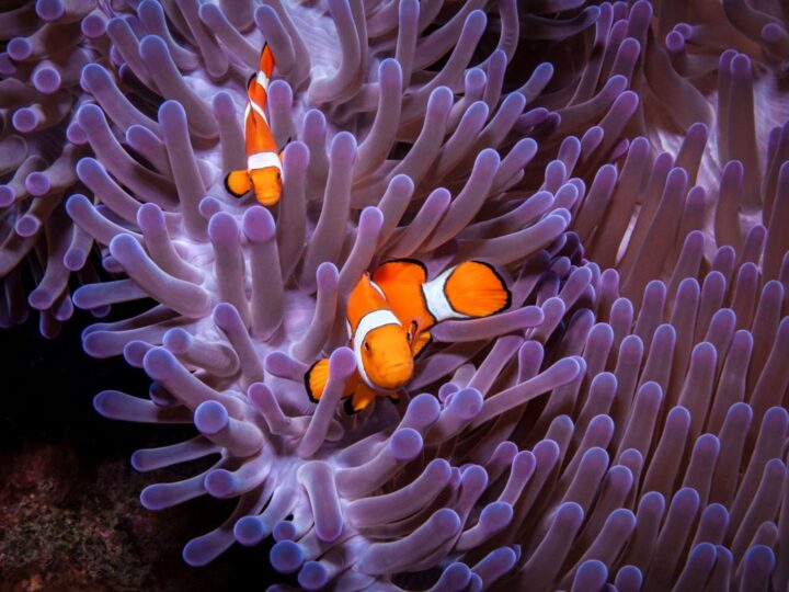 Nemo 33