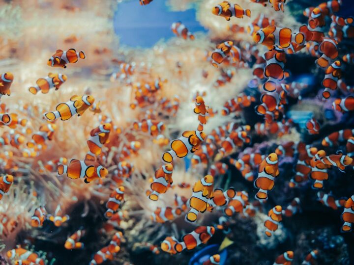 Nemo 33