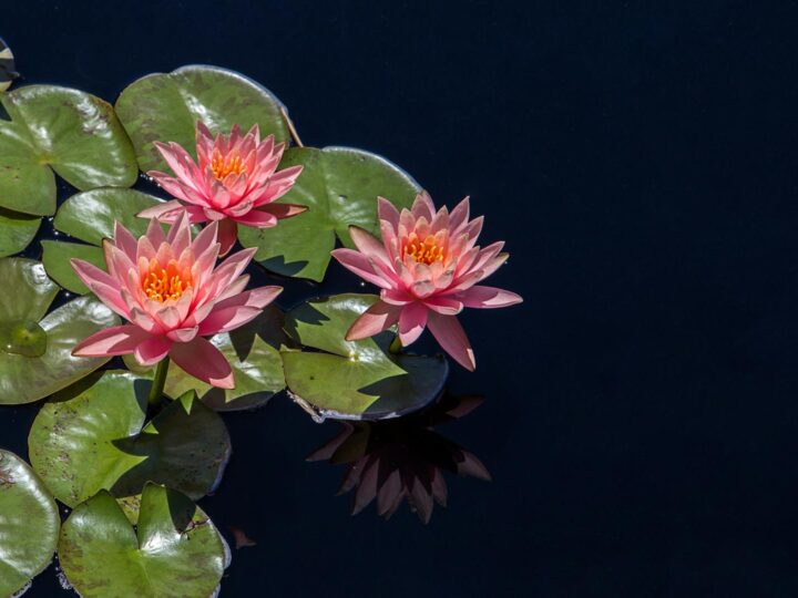 Nymphaea Zoo