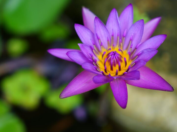 Nymphaea Zoo
