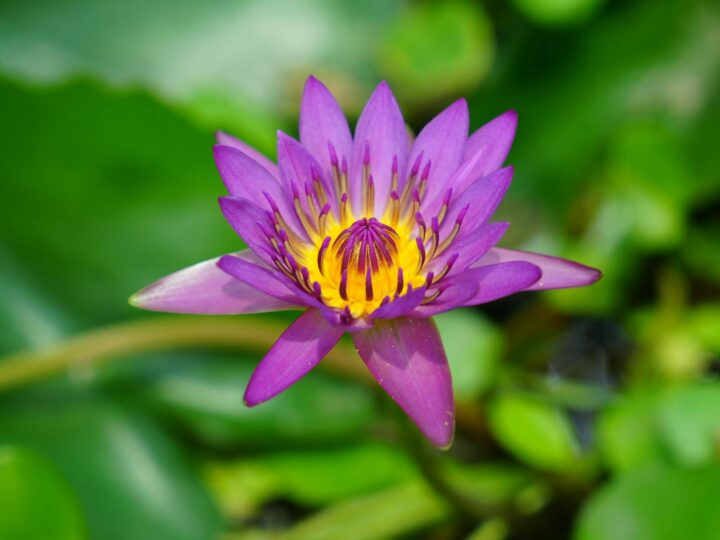 Nymphaea Zoo