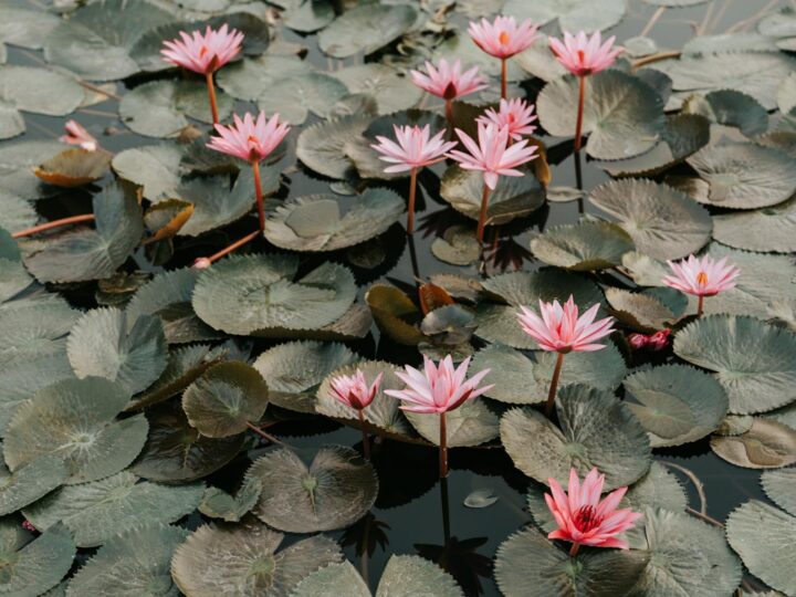 Nymphaea Zoo