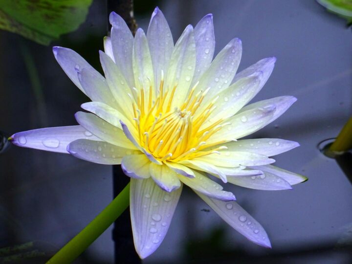 Nymphaea Zoo
